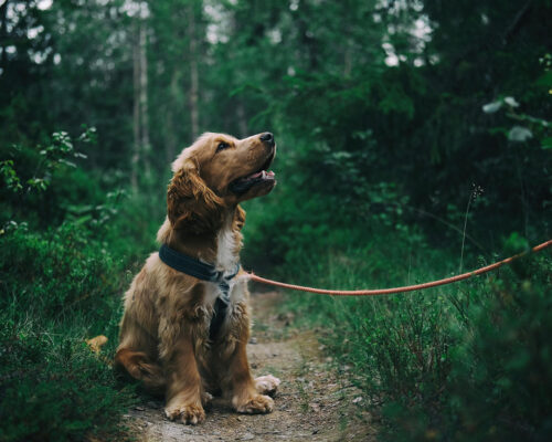 Wandelen met de losse leiband