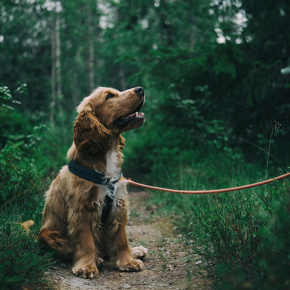 Wandelen met de losse leiband